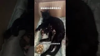 Thumbnail: Good news came from the maternity room: the cat gave birth to a baby. Daily records of raising c