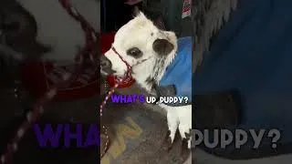 Thumbnail: New Shop Dog! #garagelife #farmlife #livestock #heavyequipment