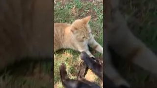Thumbnail: Cute cats #catshorts #cat #catlover #catvideos #fyp #youtbeshorts #funnyvideo #funny