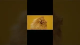 Thumbnail: Pomeranians are cool, but do they djent?