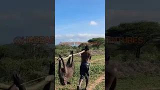 Thumbnail: See What The Hadza Got For LUNCH