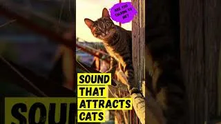Thumbnail: Sound that attracts cats #shorts