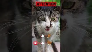 Thumbnail: Help the homeless cat, Cat meowing sound effect #cat #helpcats #short