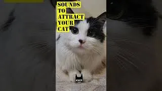 Thumbnail: This sound will make your Cat come cuddle with you #catlovers #cat #shorts #s