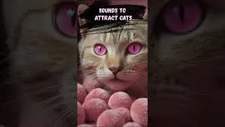 Thumbnail: Play this to attract your cat and make it meow back (works instantly!)