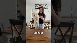 Thumbnail: Puppy transformation #puppy #transformation