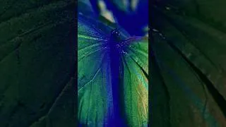 Thumbnail: Palingenesia - Original Solo Piano