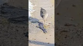 Thumbnail: Seagull