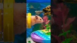Thumbnail: Hamster’s Craziest Pool Maze! 🌈