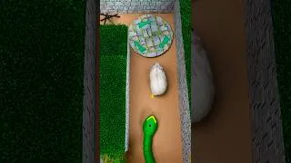 Thumbnail: Can Hamster Escape the Snake?! 🐹🐍