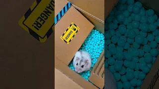 Thumbnail: Can Hamster Make It Through This Maze?! 😱🐹