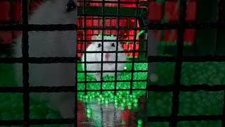 Thumbnail: 🔓🐹Hamster’s Impossible Prison Break! 🚨