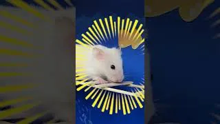 Thumbnail: The Best Hamster Challenges - Hamster Escape Pro Maze #shorts