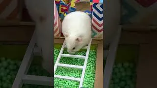 Thumbnail: The Awesome Hamster Ball Pool Maze #shorts