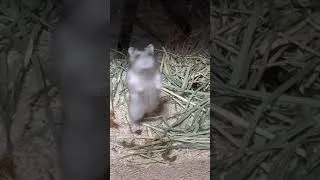 Thumbnail: standing hamster