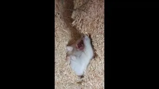 Thumbnail: wak! i am baby beast hamster