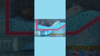 Thumbnail: Hamster Escape from Sewer Maze #shorts #Hamster #HamsterEscape #HamsterMaze #Animal #pets