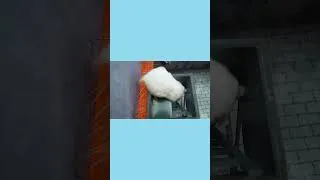 Thumbnail: Hamster Hide in the Washing Machine to Escape #shorts #Hamster #HamsterEscape #Animal #pets
