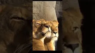 Thumbnail: Lion Motivation #shorts