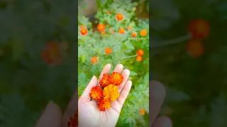Thumbnail: A Splash of blooms , a dash of Calm ❤️