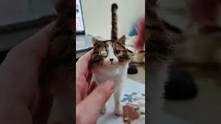 Thumbnail: Zombie kittens