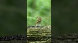 Thumbnail: Chipmunk vs. Peanut