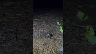 Thumbnail: Frog Hunting #wildlife #naturevideo