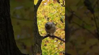 Thumbnail: Shake It Off (owl edition) #cattv #handsomenature