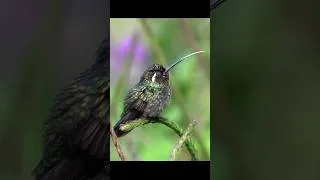 Thumbnail: Hummingbird's tongue #nature #wildlife #hummingbird