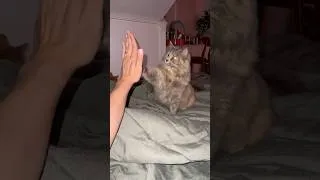 Thumbnail: “Cats can’t learn tricks” then why does our cat HIGH FIVE?!