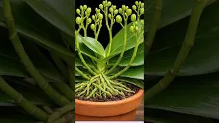 Thumbnail: Just 1 Potato! Orchids Explode with Roots & Flowers!
