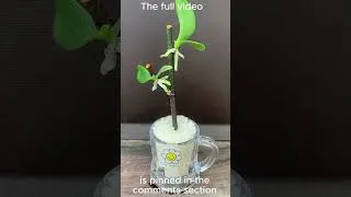 Thumbnail: Just Rice! Orchids Grow New Babies Right on the Flower Spike!