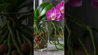 Thumbnail: Stop Using Soil! Your Orchids Can Live in Water