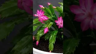 Thumbnail: Just 1 Glass Makes Any Plant Bloom Like Crazy!