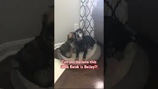 Thumbnail: Can you believe this little Ewok is Bailey?! #shorts #cutedog #dog #shortvideo