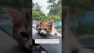 Thumbnail: They saved this crawling kitten