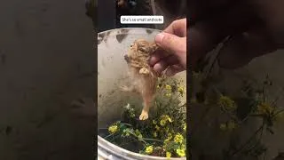 Thumbnail: We Raised A Rabbit