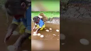 Thumbnail: Smart BiBi harvests eggs to make boiled eggs #shorts