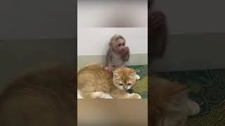 Thumbnail: BiBi obediently plays with the cat Ody #shorts
