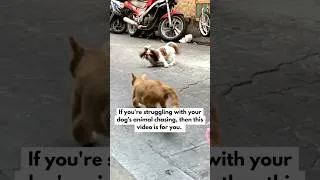 Thumbnail: Try THIS to Stop Your Dog's Animal Chasing