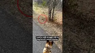 Thumbnail: Train Your Dog to STOP Chasing Animals