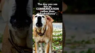 Thumbnail: Struggling With Dog Reactivity? Remember THIS