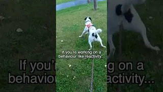 Thumbnail: For the Best Dog Training Results, Use BOTH!