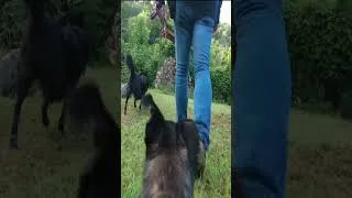 Thumbnail: When I can tell that your dog is happy.  #farmadventure #cute