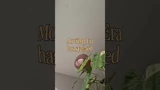 Thumbnail: it has begun #movinghasstarted #ihavethisthingwithplants