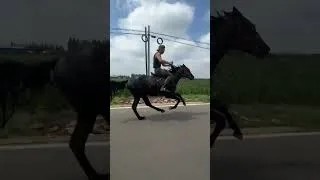 Thumbnail: Riding Club: The Nomadic People on Horseback