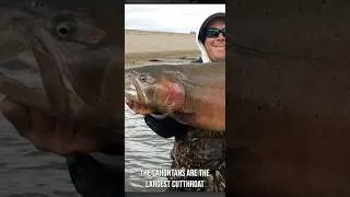 Thumbnail: The LARGEST Cutthroat Trout In The World!! #shorts #fishing #shortsfeed