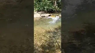 Thumbnail: Catching Trout with a Turkey!! #shorts #fishing #outdoors