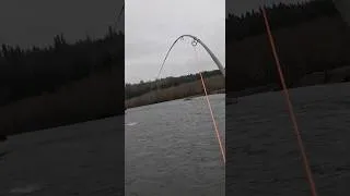 Thumbnail: HOW MUCH DOES THIS FISH WEIGH?! #shorts #fishing #outdoors