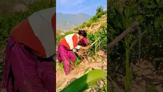 Thumbnail: daily life in Nepal village #shorts #nepalivillage #youtubeshorts